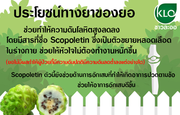 ประโยชน์ทางยาของยอ
