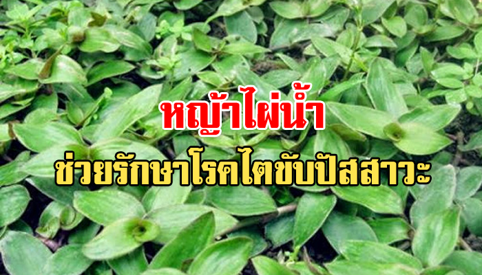Kidney น้ำหญ้าไผ่น้ำสกัด เพื่อผู้ป่วยโรคไต - วิสาหกิจเพื่อสังคม บ้านรักษ์ดิน : Inspired by LnwShop.com