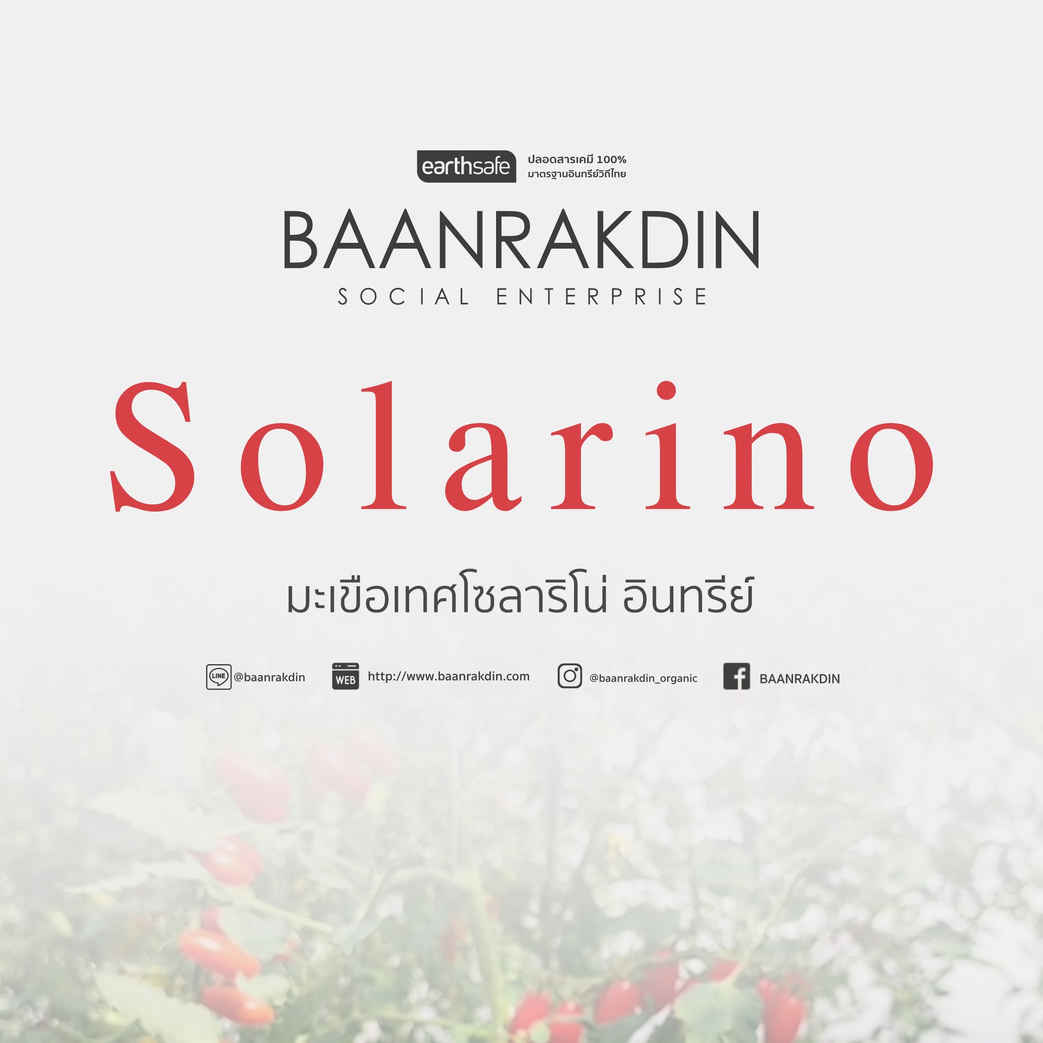 บ้านรักษ์ดิน มะเขือเทศโซลาริโน่อินทรีย์ 140 กรัม