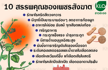 สรรพคุณของเพชรสังฆาต