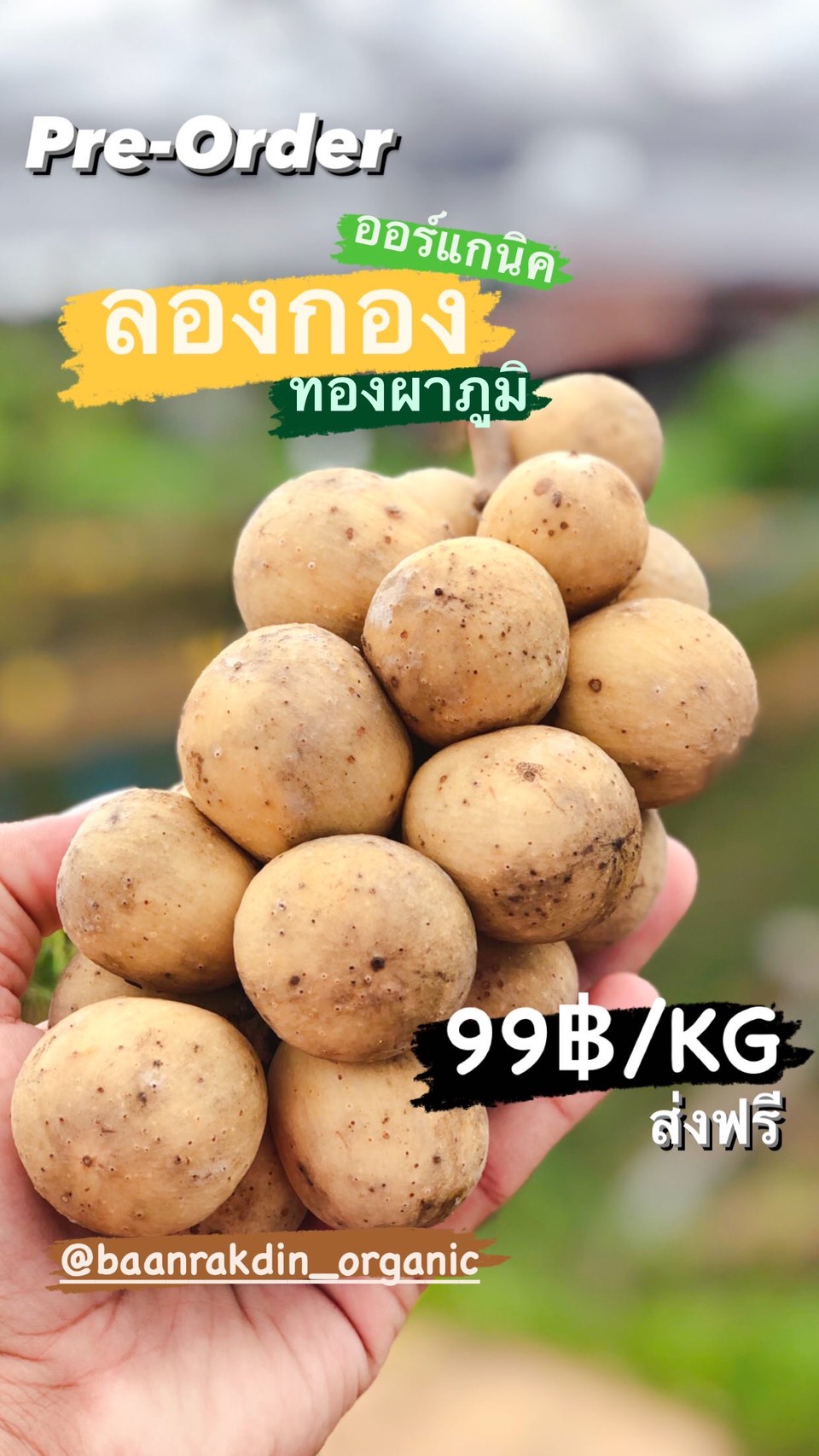 ลองกองทองผาภูมิอินทรีย์