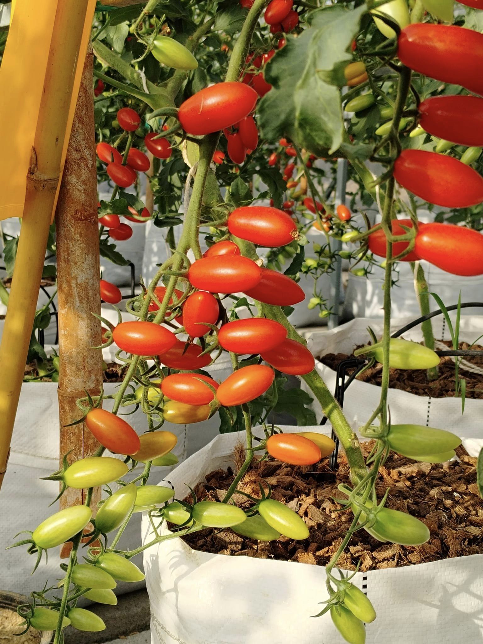 บ้านรักษ์ดิน มะเขือเทศโซลาริโน่อินทรีย์ 140 กรัม