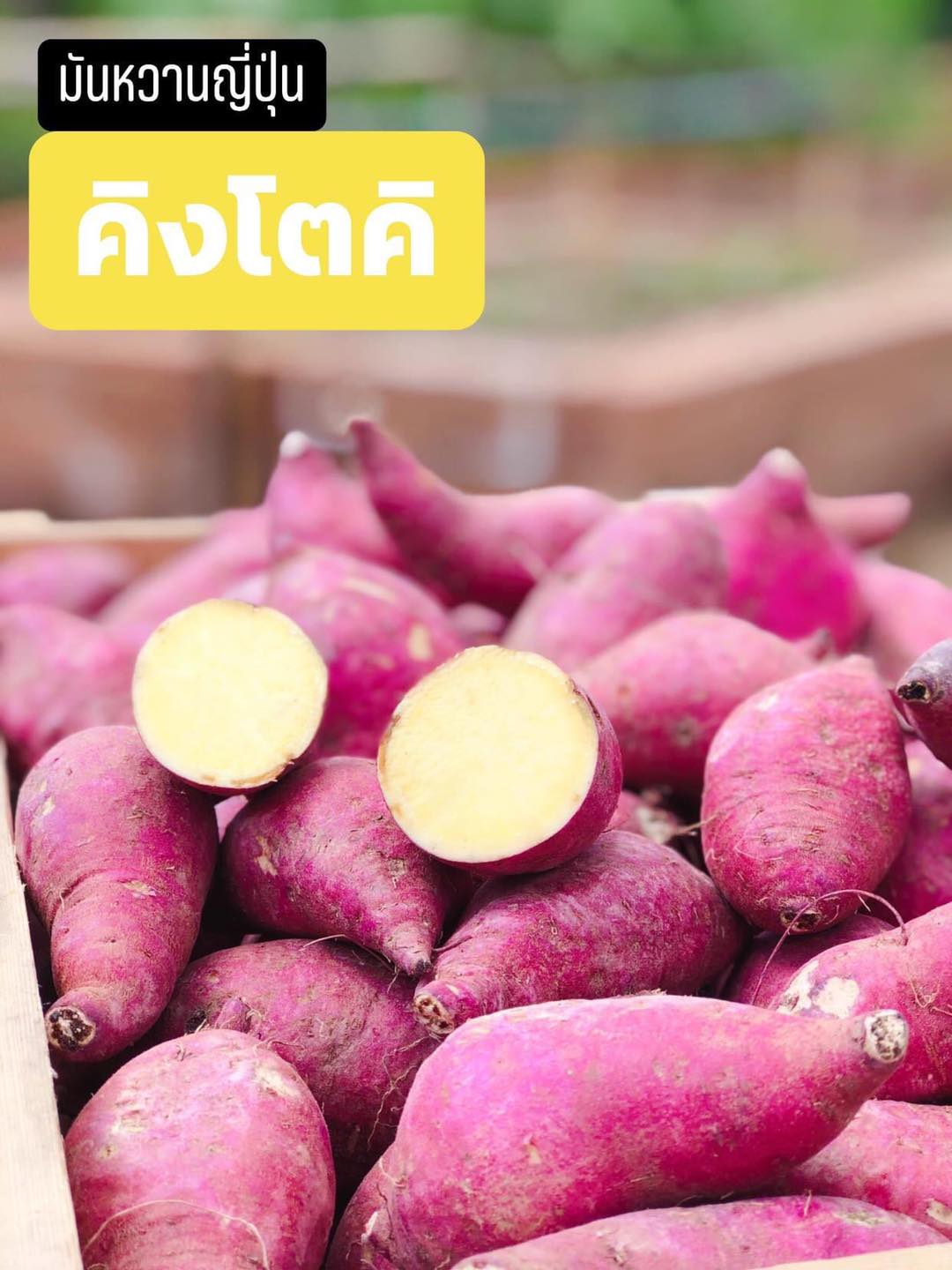 มันหวานญี่ปุ่น คิงโตคิ เนื้อเหลือง 1 KG
