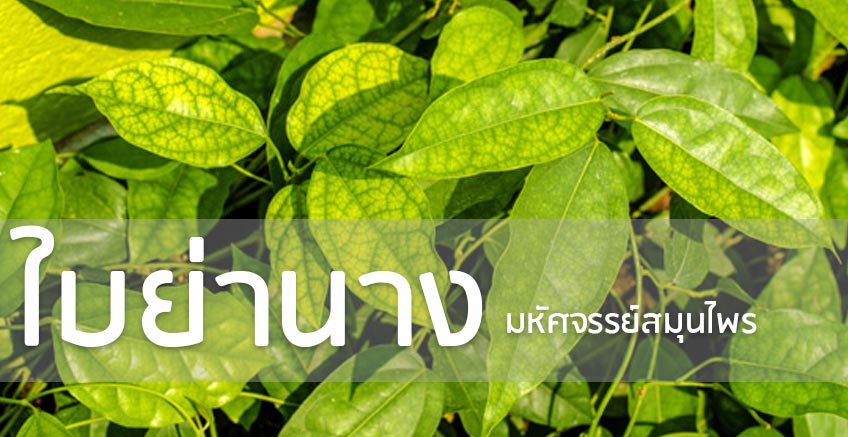 แคปซูลย่านาง แม่ใหญ่สมุนไพร (100 แคปซูล)