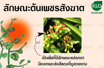 เพชรสังฆาตขาวละออเภสัช