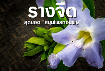 รางจืด สมุนไพรถอนพิษ