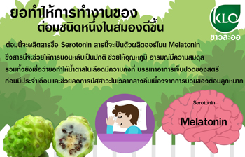 การทำงานของยอ