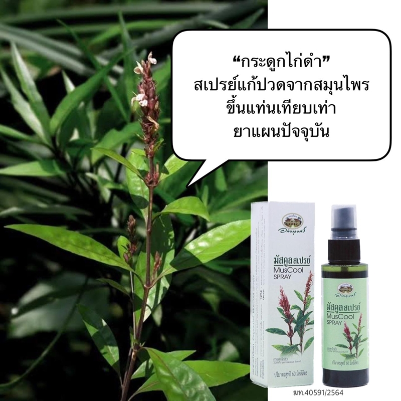 มัสคูลสเปรย์ อภัยภูเบศร (สเปรย์กระดูกไก่ดำ)