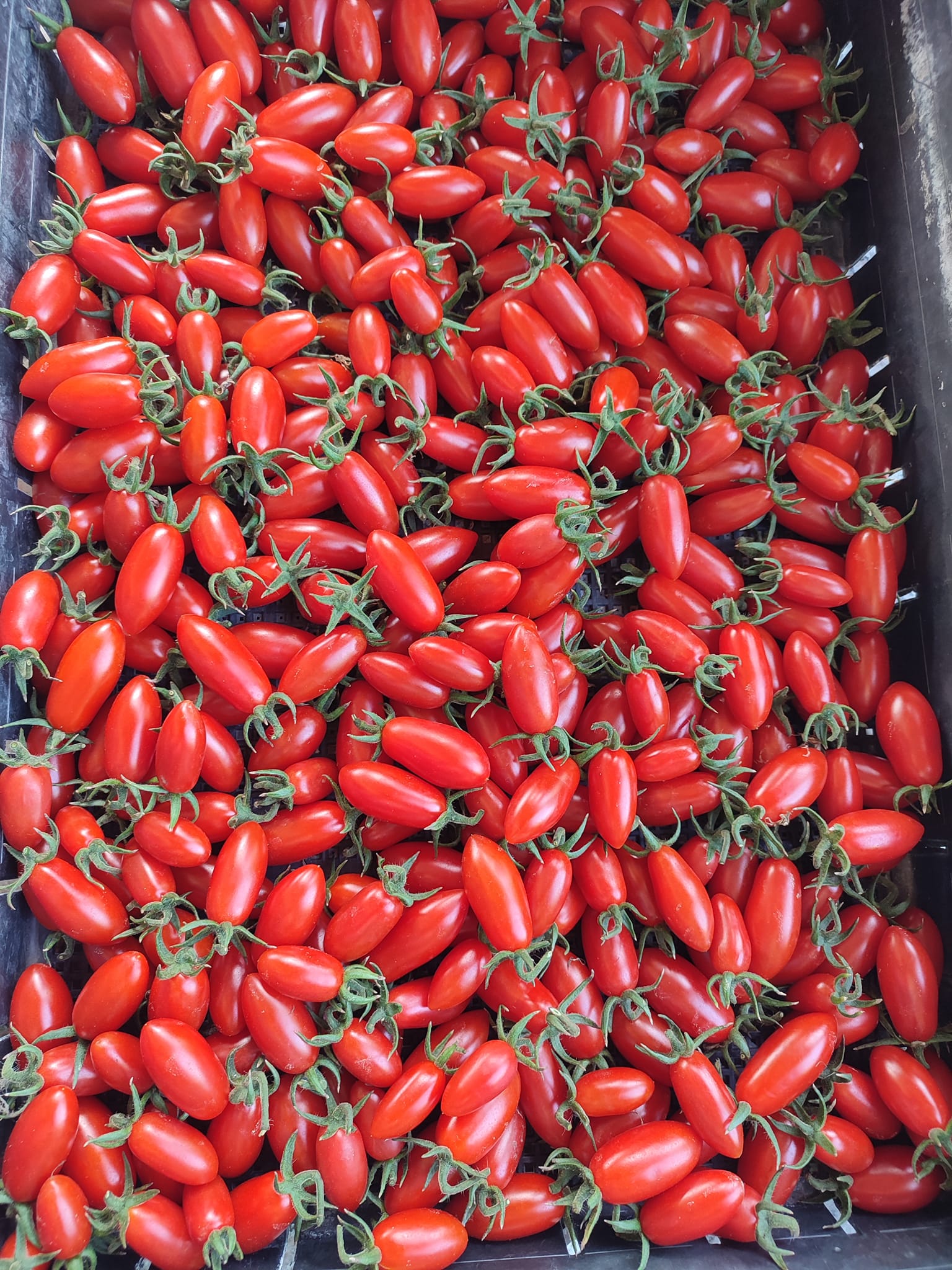 บ้านรักษ์ดิน มะเขือเทศโซลาริโน่อินทรีย์ 140 กรัม