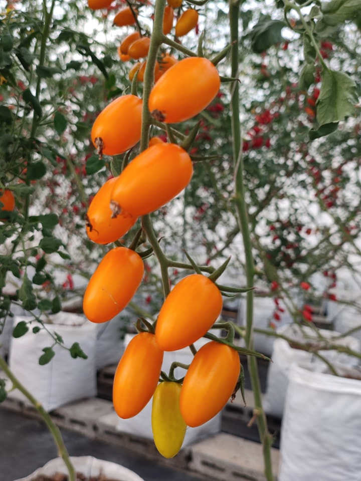 บ้านรักษ์ดิน มะเขือเทศฟาร์วิโอ้อินทรีย์ 140 กรัม