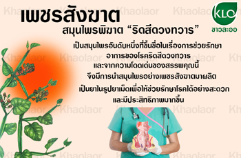 เพชรสังฆาตขาวละออเภสัช