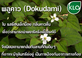 พลูคาว คาวตอง