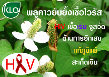 พลูคาวขาวละออเภสัช