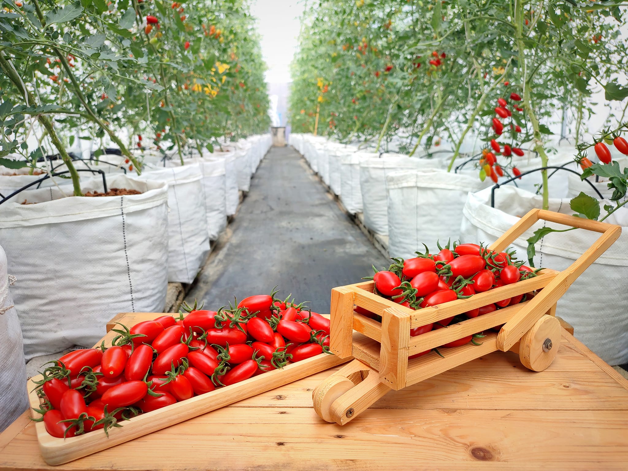 บ้านรักษ์ดิน มะเขือเทศโซลาริโน่อินทรีย์ 140 กรัม