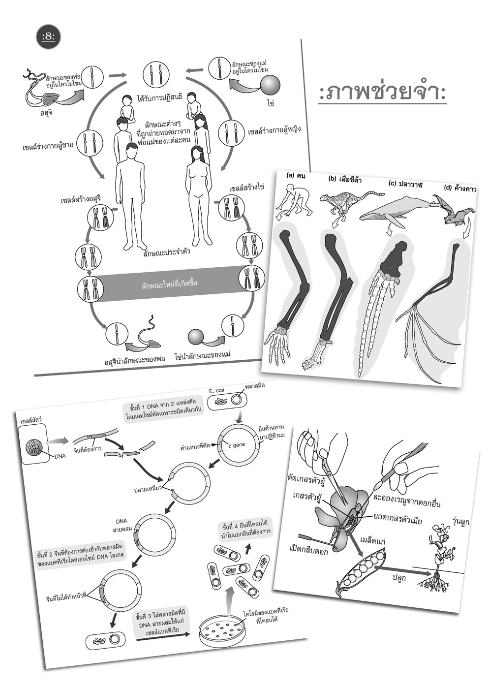 คู่มือ ชีววิทยา เพิ่มเติม ม. 4 เล่ม 2 (หลักสูตรใหม่) โดย พ.ศ.พัฒนา