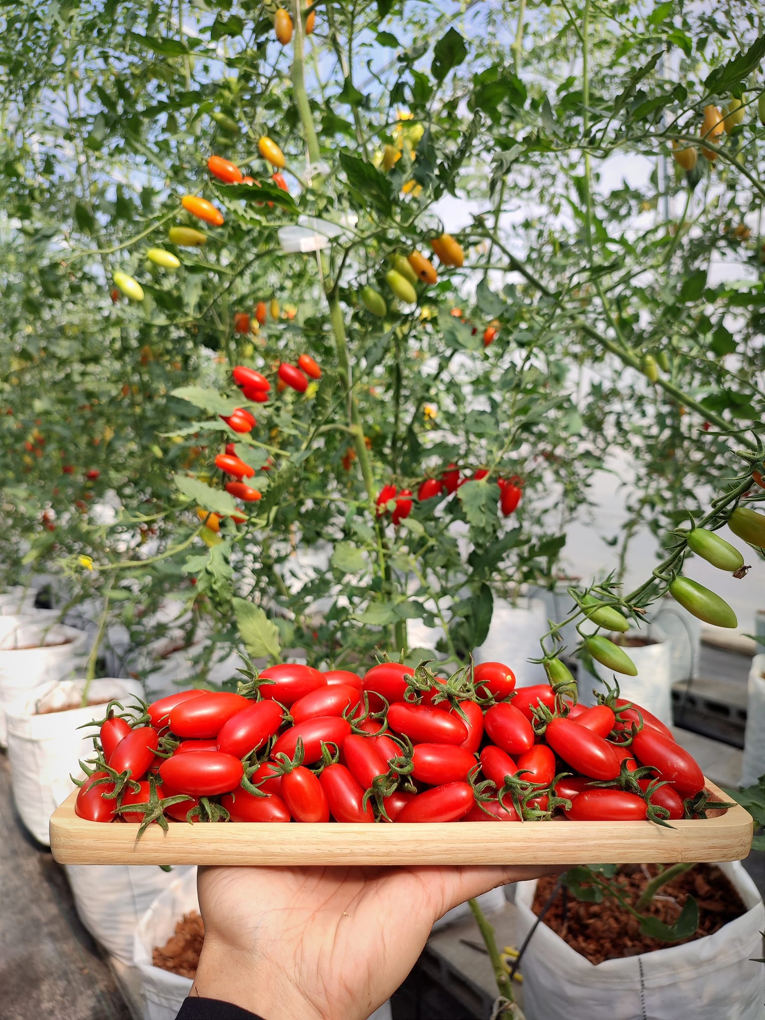 บ้านรักษ์ดิน มะเขือเทศโซลาริโน่อินทรีย์ 140 กรัม