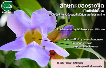 ลักษณะของรางจืด