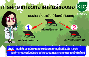 การศึกษาทางวิทยาศาสตร์ของยอ