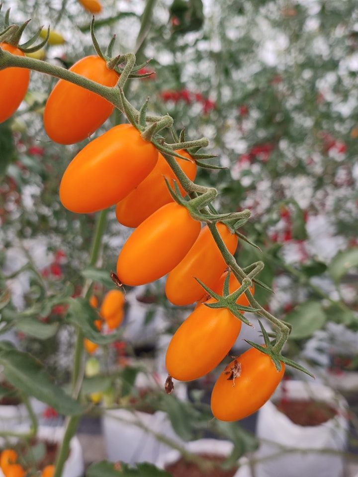 บ้านรักษ์ดิน มะเขือเทศฟาร์วิโอ้อินทรีย์ 140 กรัม