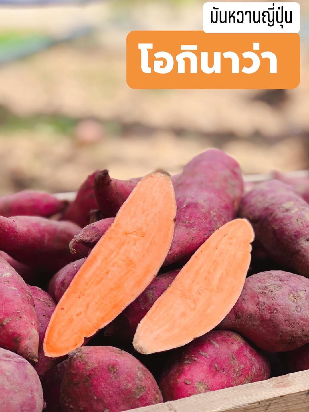 มันหวานญี่ปุ่น โอกินาวา เนื้อส้ม 1 KG