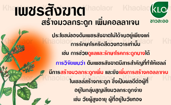 เพชรสังฆาตขาวละออเภสัช