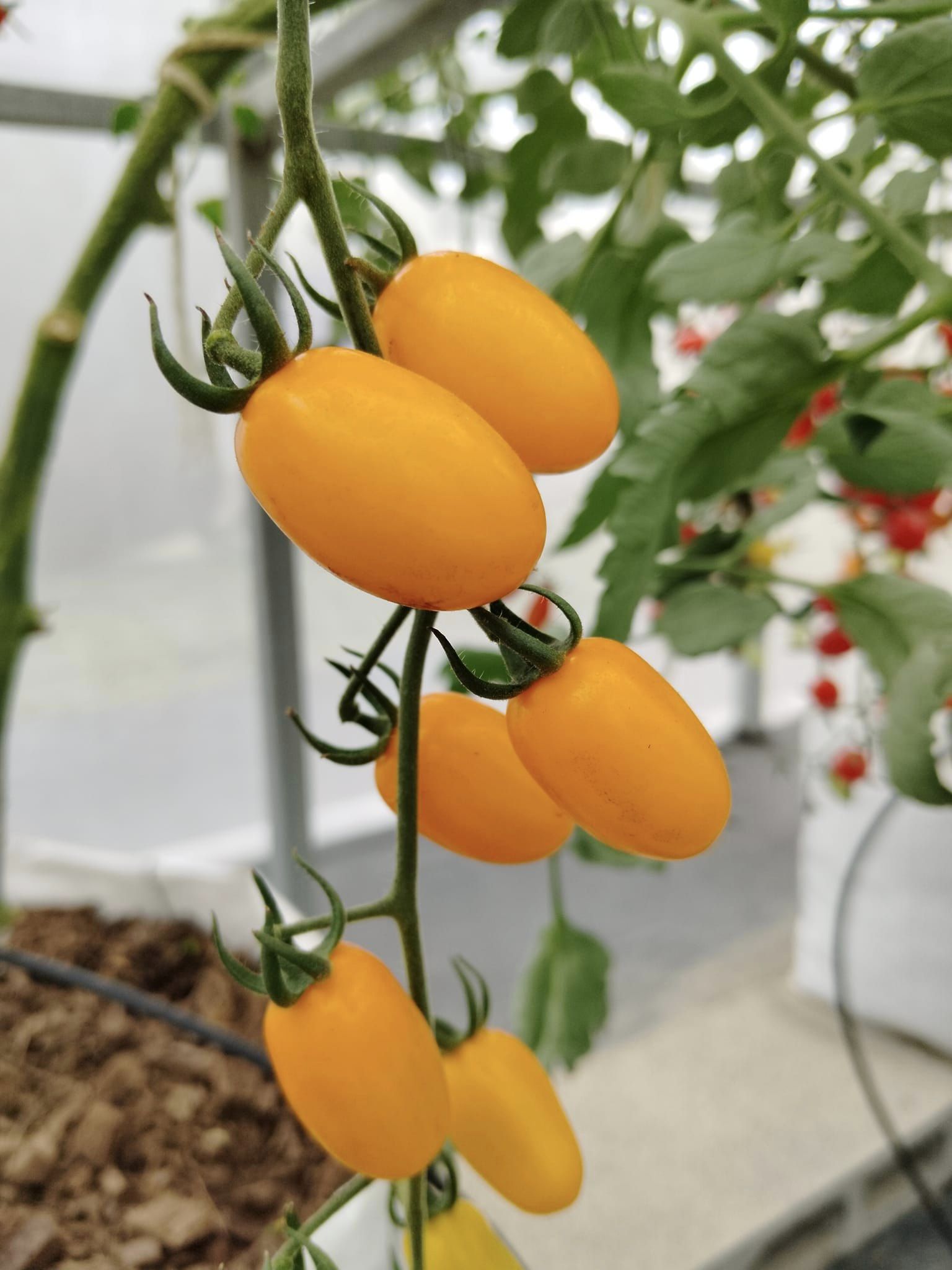 บ้านรักษ์ดิน มะเขือเทศฟาร์วิโอ้อินทรีย์ 140 กรัม