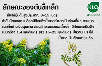 ลักษณะต้นขี้เหล็ก