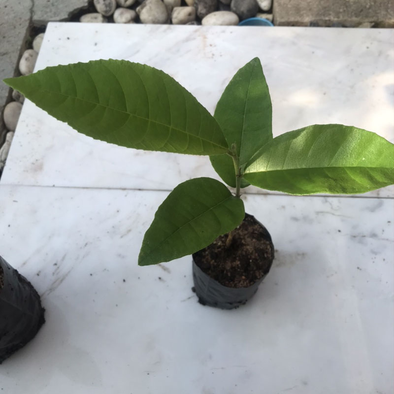 ต้นขนุนป่า