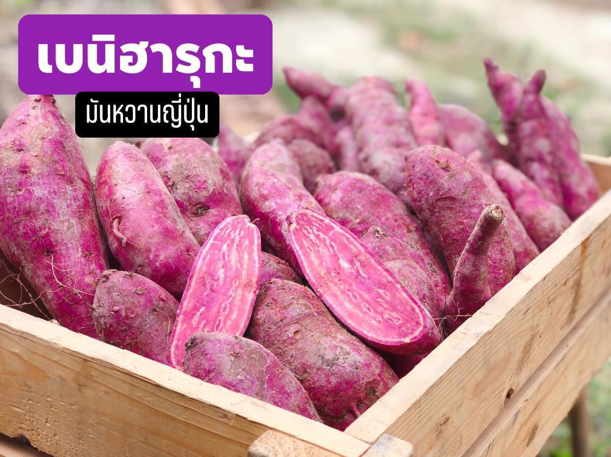 มันหวานญี่ปุ่น เบนิฮารุกะ เนื้อม่วง 1 KG