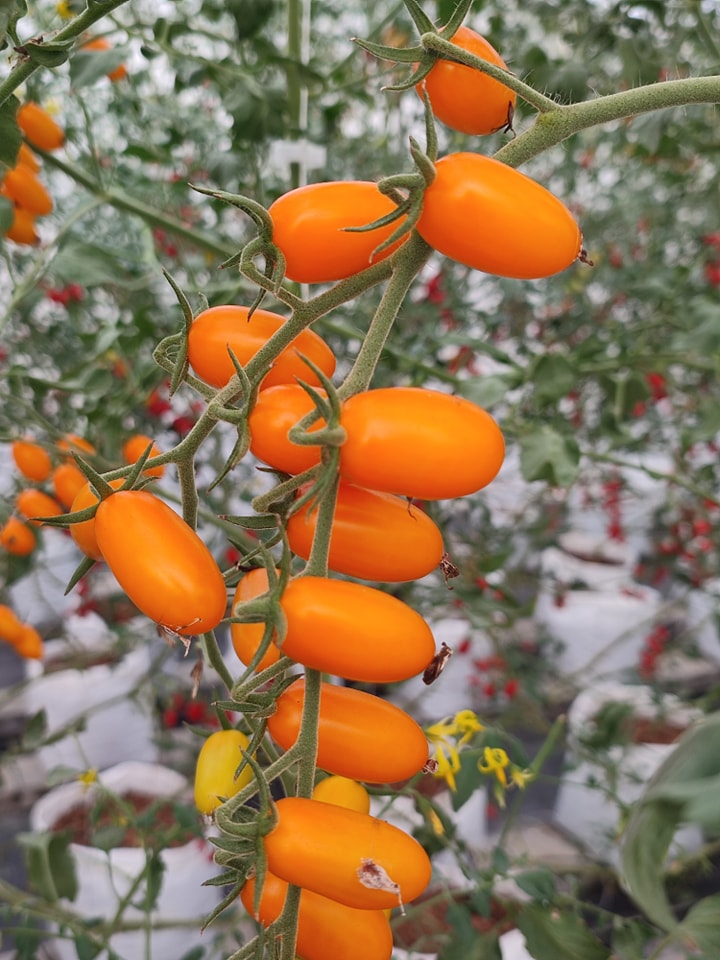 บ้านรักษ์ดิน มะเขือเทศฟาร์วิโอ้อินทรีย์ 140 กรัม