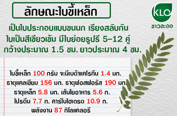 ลักษณะใบขี้เหล็ก
