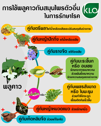 พลูคาวกับการรักษาโรค