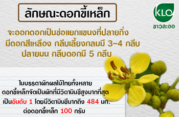 ลักษณะดอกขี้เหล็ก