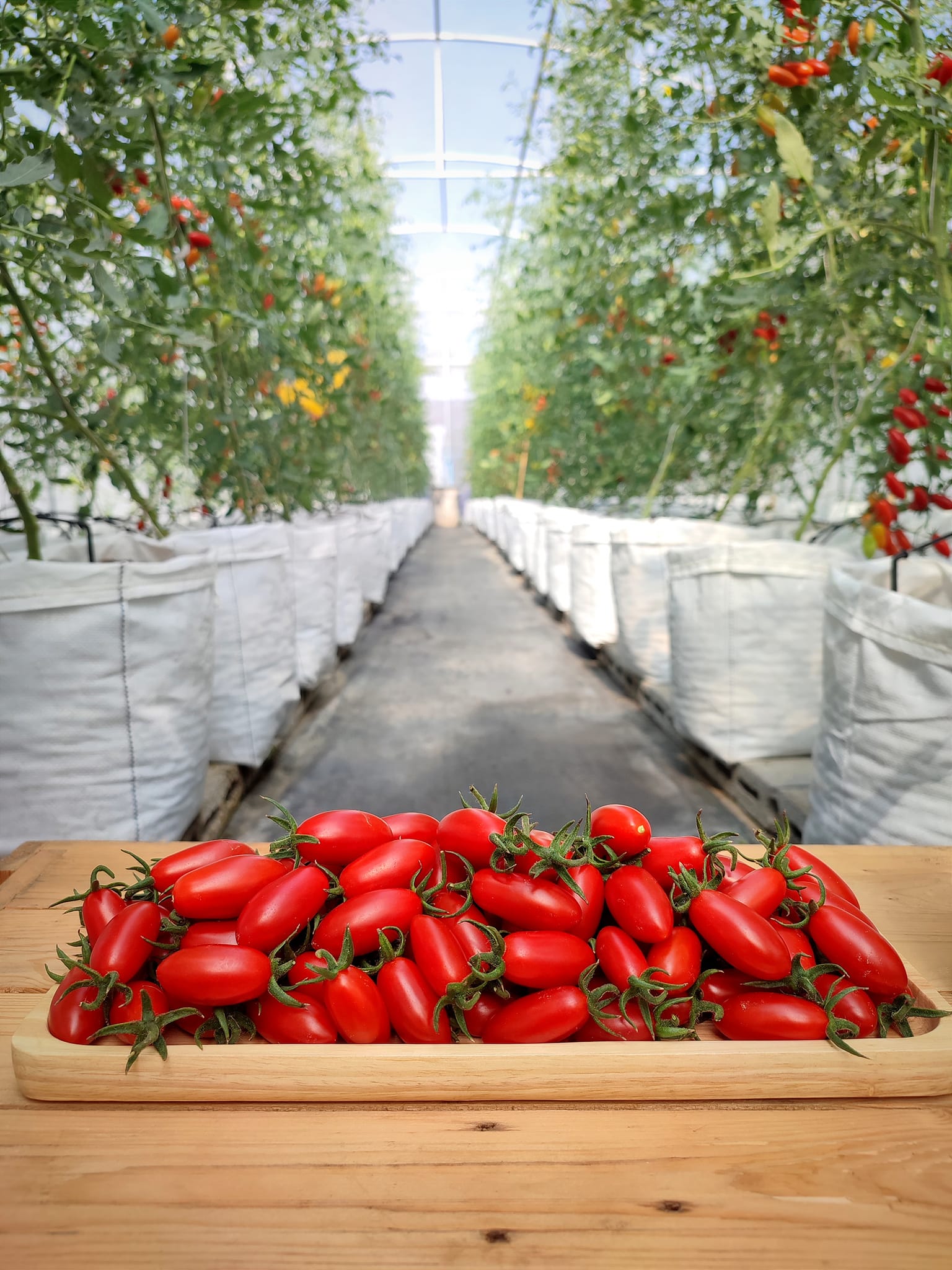 บ้านรักษ์ดิน มะเขือเทศโซลาริโน่อินทรีย์ 140 กรัม