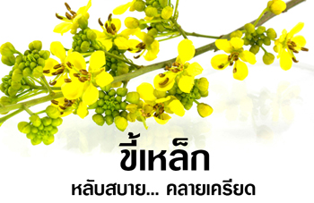 ขี้เหล็ก หลับสบาย คลายเครียด