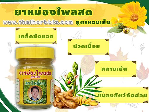 ยาหม่องไพลสดตราโพธิ์ดาว ยาหม่องสมุนไพรโพธิ์ดาว โพธิ์ดาวเภสัช สูตรเย็น 50 กรัม