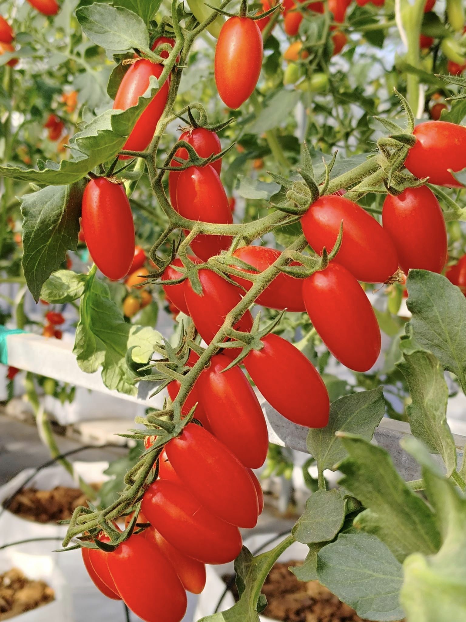 บ้านรักษ์ดิน มะเขือเทศโซลาริโน่อินทรีย์ 140 กรัม