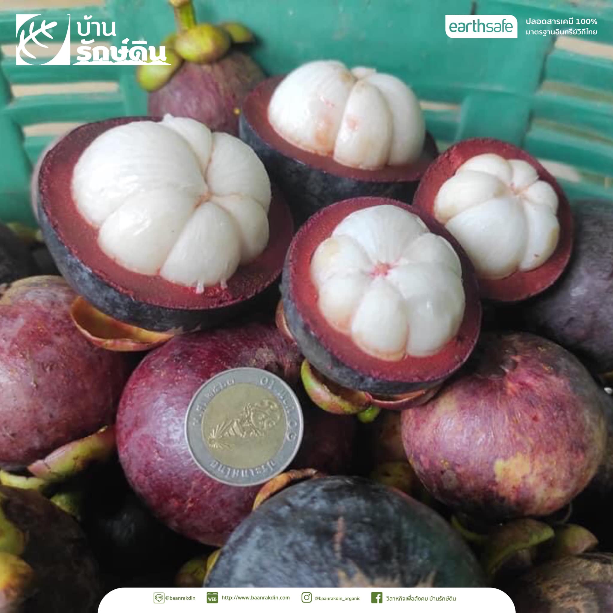 มังคุดทองผาภูมิอินทรีย์ SET B