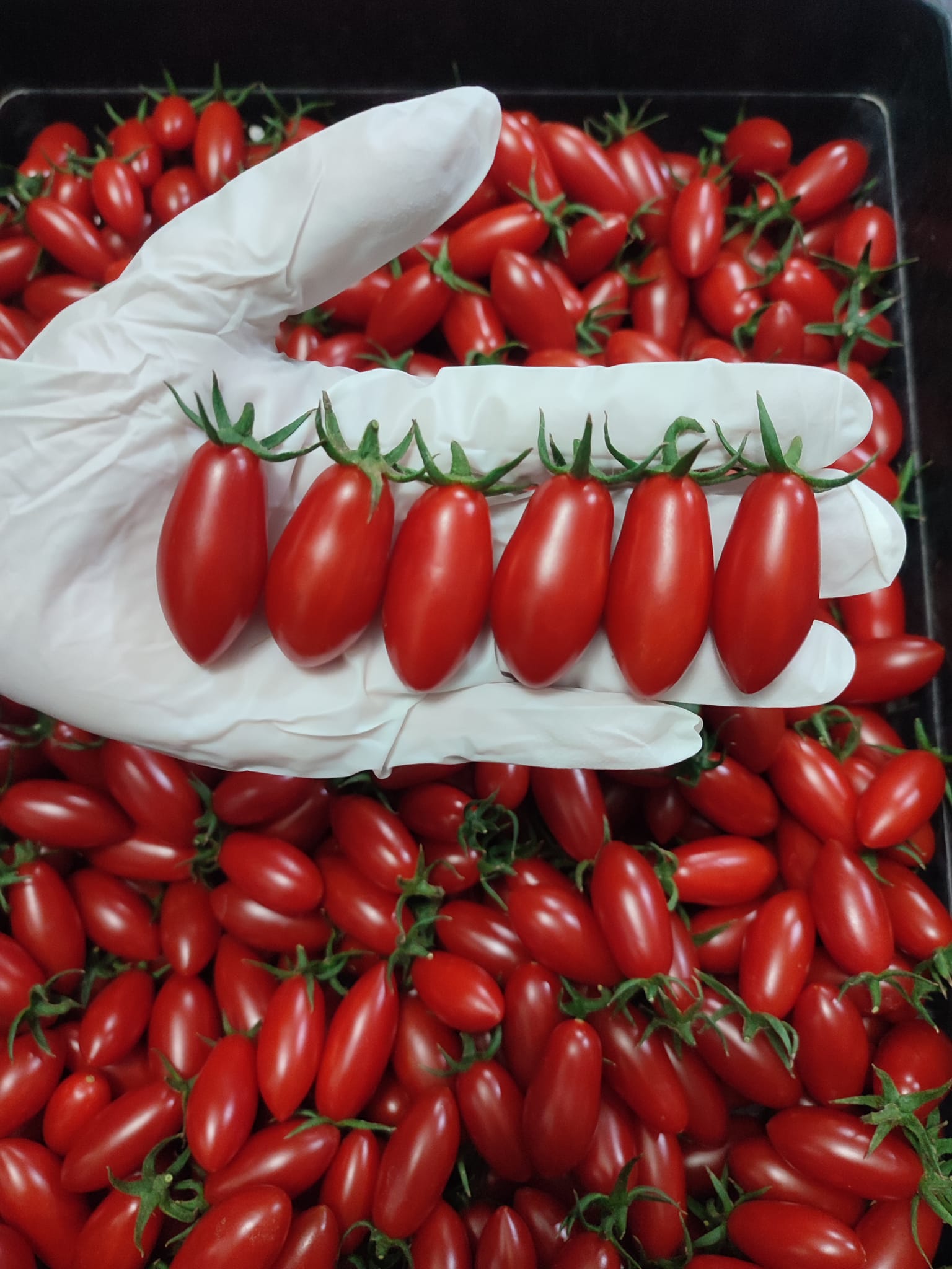 บ้านรักษ์ดิน มะเขือเทศโซลาริโน่อินทรีย์ 140 กรัม