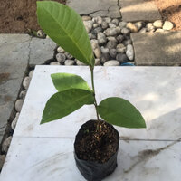 1 ต้น
