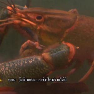 กุ้งก้ามแดง ของขวัญจากพ่อหลวง ที่ทรงมอบไว้ให้กับเกษตรกรไทย