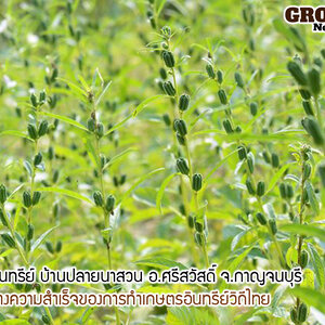 บ้านปลายนาสวน อ.ศรีสวัสดิ์ จ.กาญจนบุรี กับแนวทางการปลูกงาดำอินทรีย์วิถีไทย