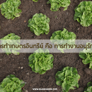 การทำเกษตรอินทรีย์ คือ การทำงานอนุรักษ์