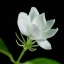บ้านรักษ์ดิน ดอกมะลิออร์แกนิคอบแห้ง 100 กรัม