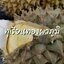 บ้านรักษ์ดิน ทุเรียนทองผาภูมิ GI 3-3.5 กก.