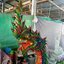 พญานาค